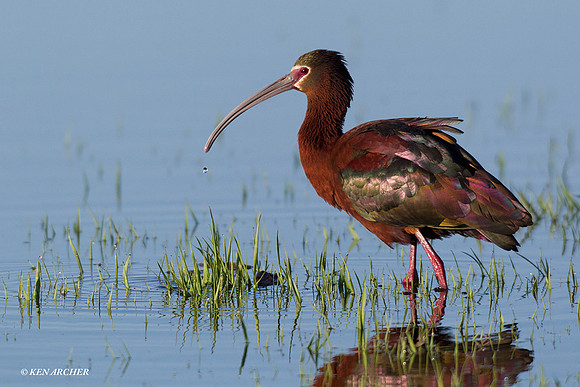 WFIS00604 White-faced Ibis