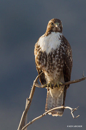 Red-tail Hawk - RTHK00803