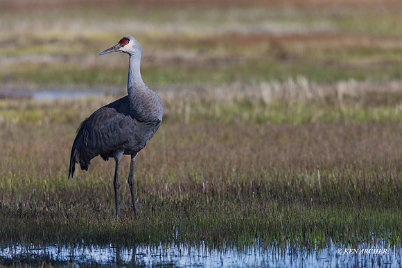 SHCR01289 - Sandhill Crane