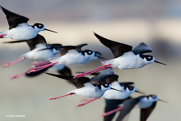 BNST00981 Black-necked Stilt