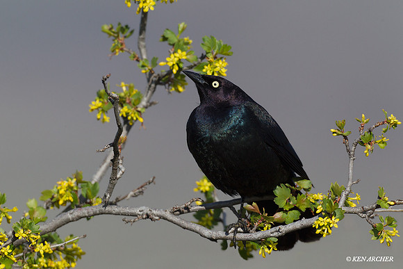 BRBB00001 Brewer's Blackbird