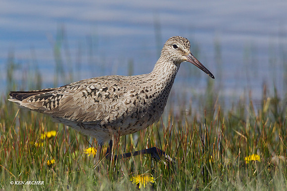 WLT00314 Willet