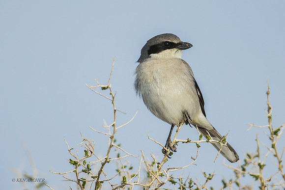 LHHR00179 - Loggerhead Shrike