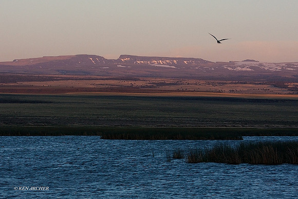 CNTN00017 - Common Tern