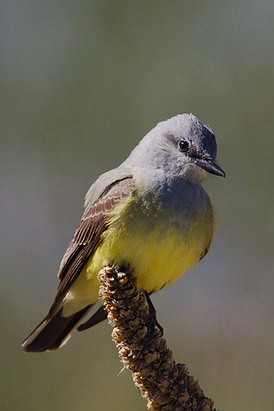WNKB00022-Western-Kingbird