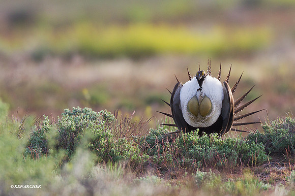 SGGR01549 - Sage Grouse