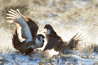 SGGR00830 Sage Grouse