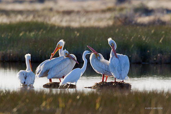 AWP00458 American White Pelican