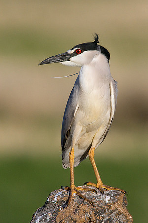 BCNH00001-Black-crowned-Night-Heron