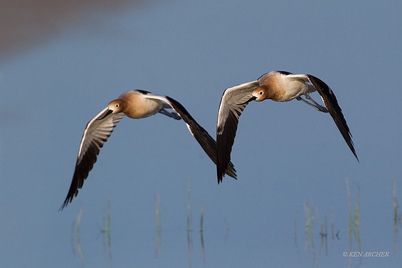 AVCT02212 - American Avocet