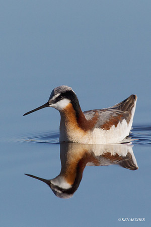 WNPR00299 Wilson's Phalarope
