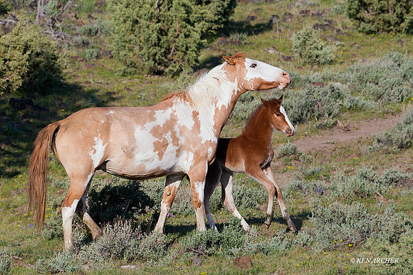 WDHS02318 - Wild Horses