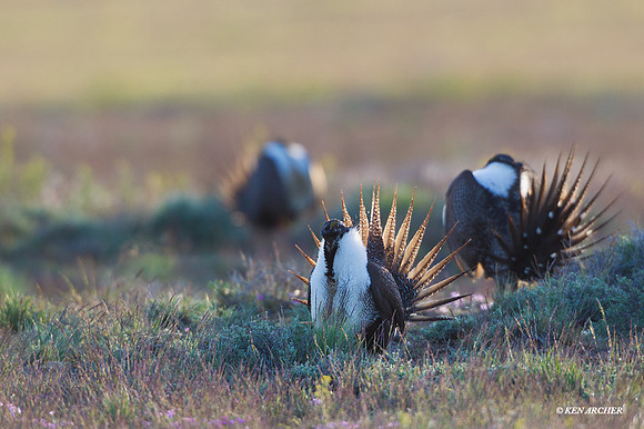 SGGR01620 Sage Grouse
