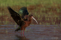 WFIS01268 - White-faced Ibis