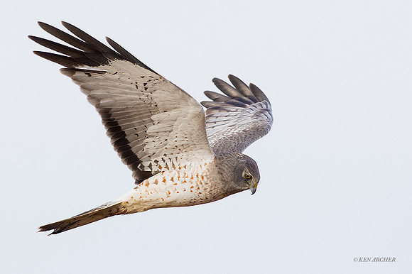 NHR00540 Northern Harrier Hawk