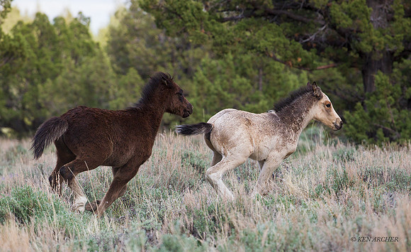 WDHS02966 - Wild Horse