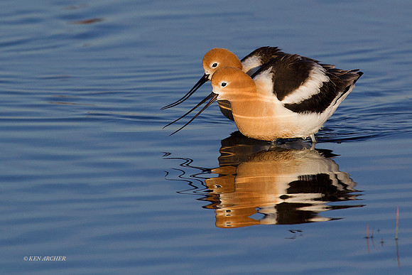 AVCT01753 American Avocet