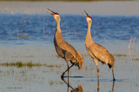 SHCR01106 - Sandhill Crane