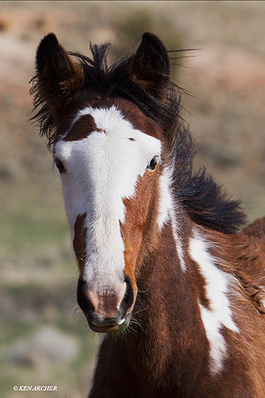 Wild Horse Colt - WDHS01215