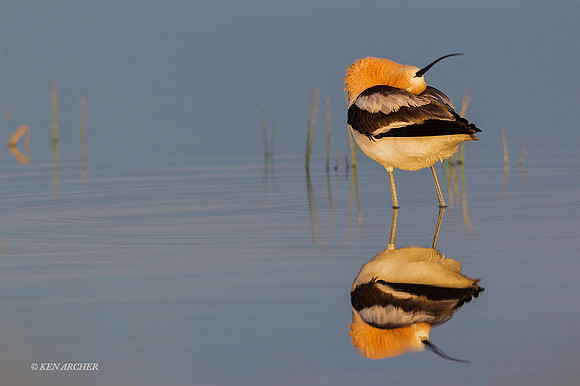 AVCT01922 - American Avocet