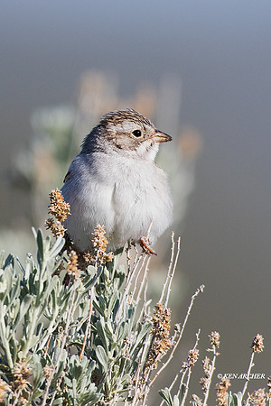 BRSP00001 Brewer's Sparrow
