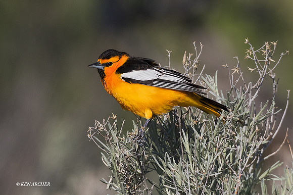 BKOR00001 - Bullock's Oriole