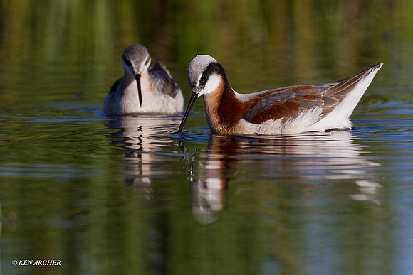 Wilson's Phalarope - WNPR00274