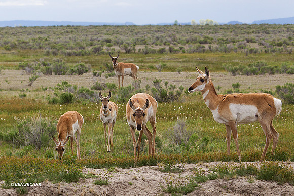 PASP00249 Pronghorn Antelope