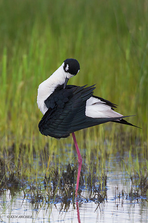 BNST01527 - Black-necked Stilt