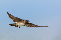 CFSW00164 - Cliff Swallow