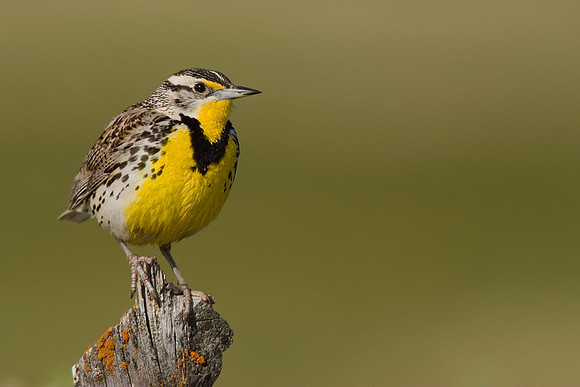 WNMK00007-Western-Meadowlark
