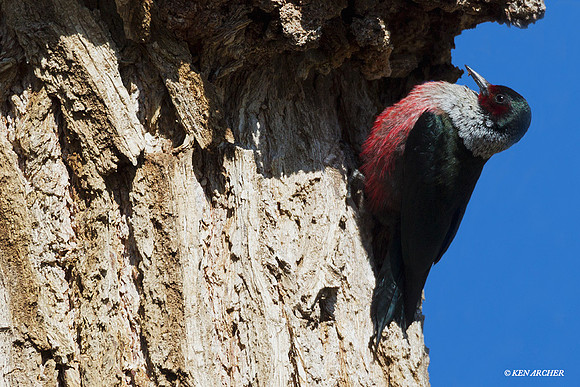 LSWP00003 Lewis Woodpecker