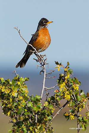 ANRN00069 American Robin