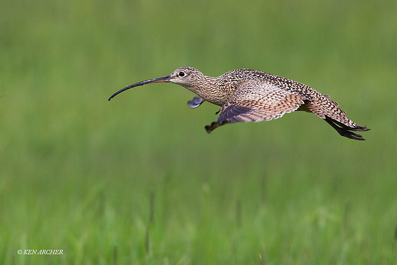 CRLW00577 - Long-billed Curlew