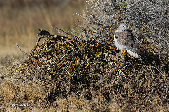 NHR00853 - Northern Harrier Hawk