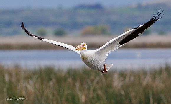 AWP00853 - American White Pelican