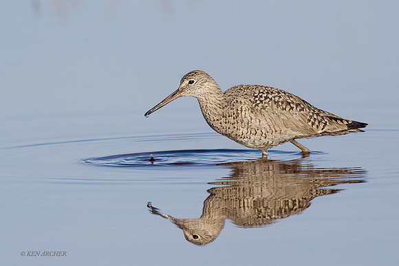 WLT00412 - Willet