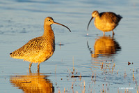 CRLW00512 Curlew