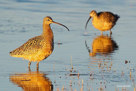 CRLW00512 Curlew