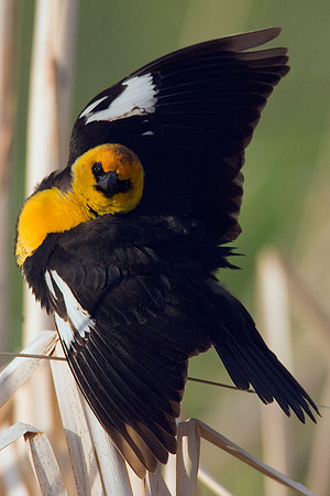 YHBD00057-Yellow-headed-Blackbird