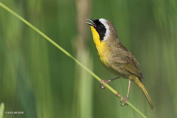 CYWR00565 Common Yellow-throated Warbler