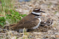 KLDR00195 - Killdeer