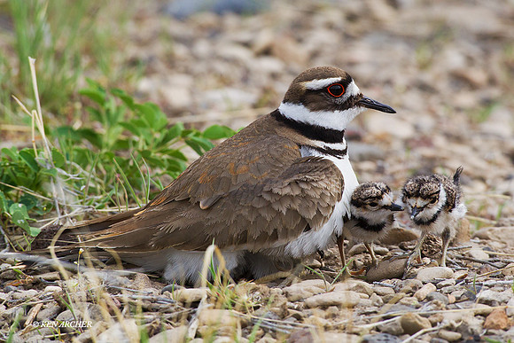 KLDR00195 - Killdeer