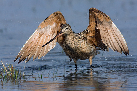 MDGW00031-Marbled-Godwit