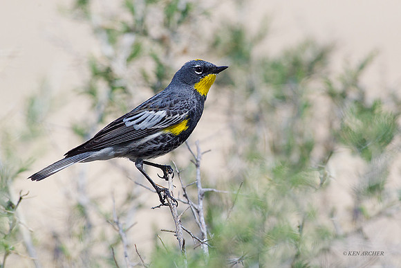 YRWR00156 Yellow-rumped Warbler