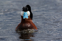 RYDK00374 - Ruddy Duck