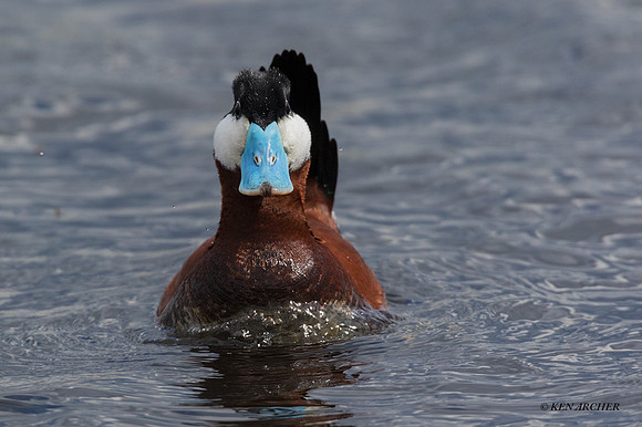 RYDK00374 - Ruddy Duck