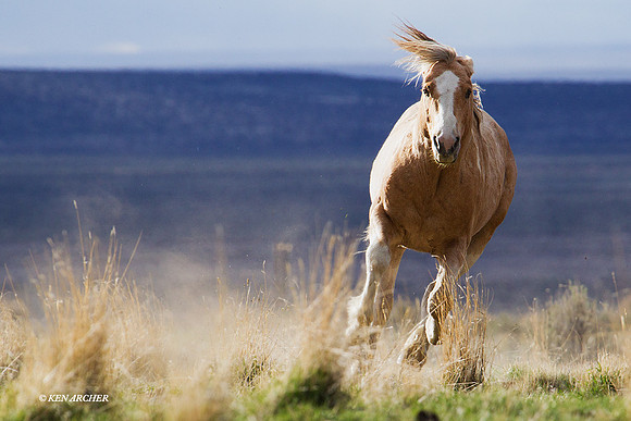 Wild Horse Running - WDHS01242