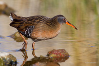 VR00156 - Virginia Rail