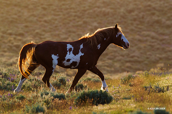 WDHS02012 Wild Horses, Steens Mountain